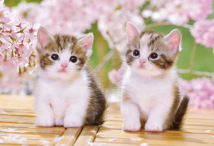 EPO-25-183 ペット・動物 おすわりこねこにゃん 300ピース ［CP-CA