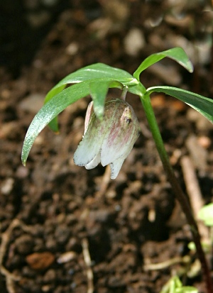 四季の山野草（コシノコバイモ）