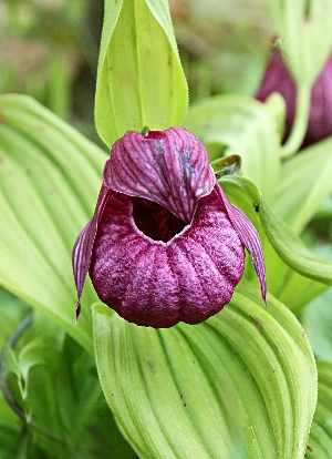 四季の山野草（ホテイアツモリソウ）