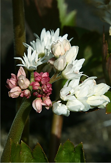 四季の山野草（イワヤツデ）