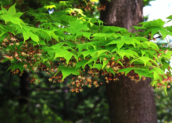 四季の山野草（オオモミジ）