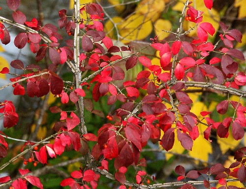 四季の山野草（ニシキギ）