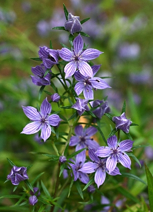 四季の山野草（ムラサキセンブリ）