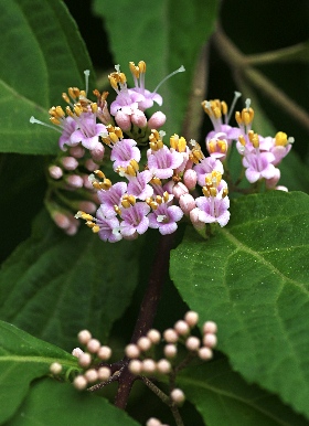 四季の山野草（ムラサキシキブ）