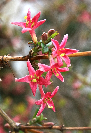 四季の山野草（ウグイスカグラ）
