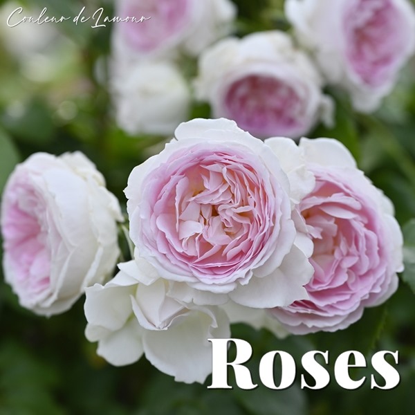 バラ苗 Roses | バラとハーブの専門ショップ 大神（おおが）ファーム