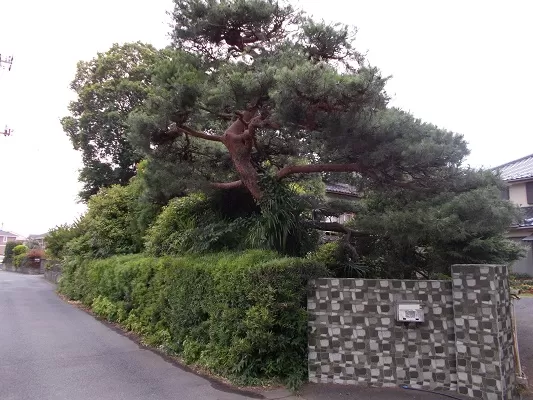 埼玉県久喜市で植木を剪定・伐採するならoh!庭ya!｜12万人の主婦が選ん