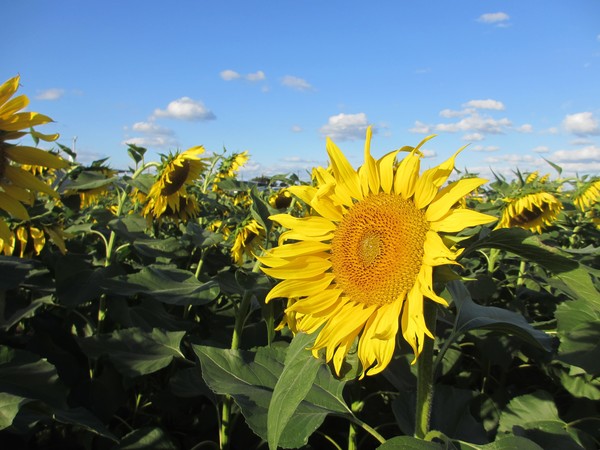 斐川のひまわり畑 | 農事組合法人おきす（島根県出雲市）