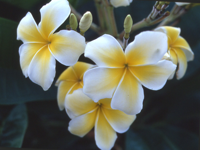 商品紹介：プランツコレクション（プルメリア）│沖縄県南城市玉城