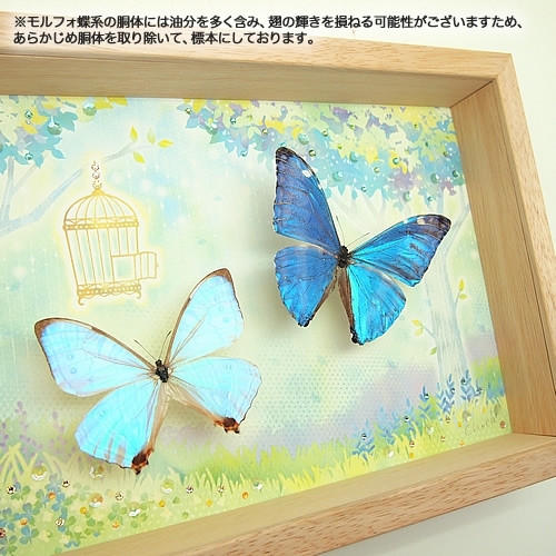 送料無料】蝶の標本(インテリアアート・アートボード) collectionB