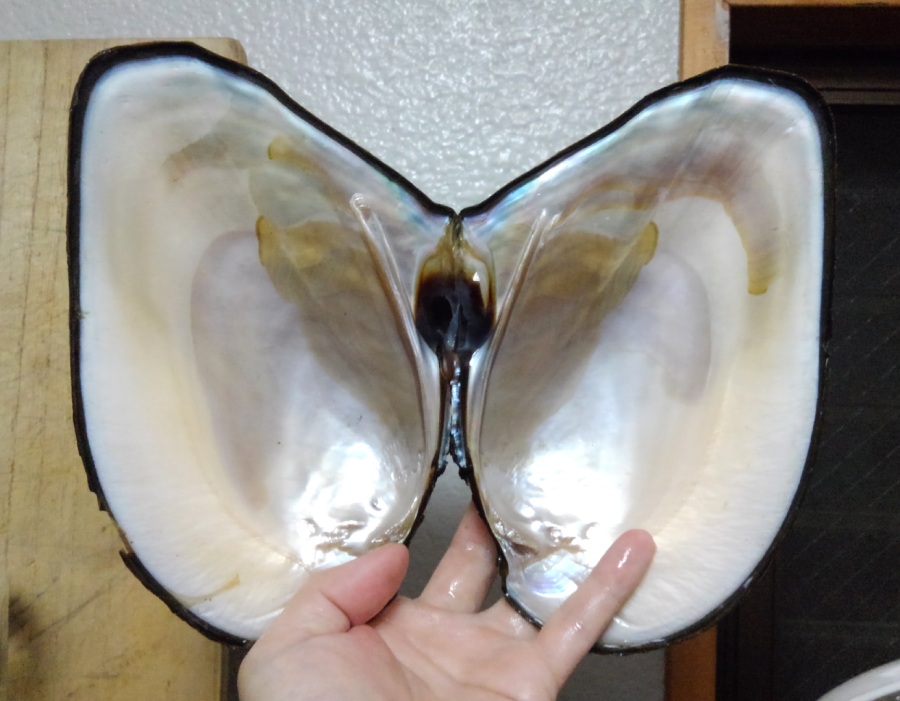 淡水真珠貝（イケチョウガイ）を採っておでんに入れてみた | 野食