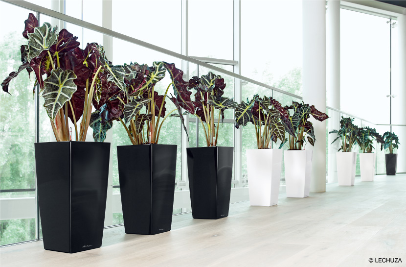 キュービコ | レチューザ・プレミアム | 松尾貿易商会