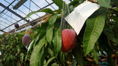 驚き！幻と呼ばれる「レッドキーツマンゴー」 - 株式会社まつの