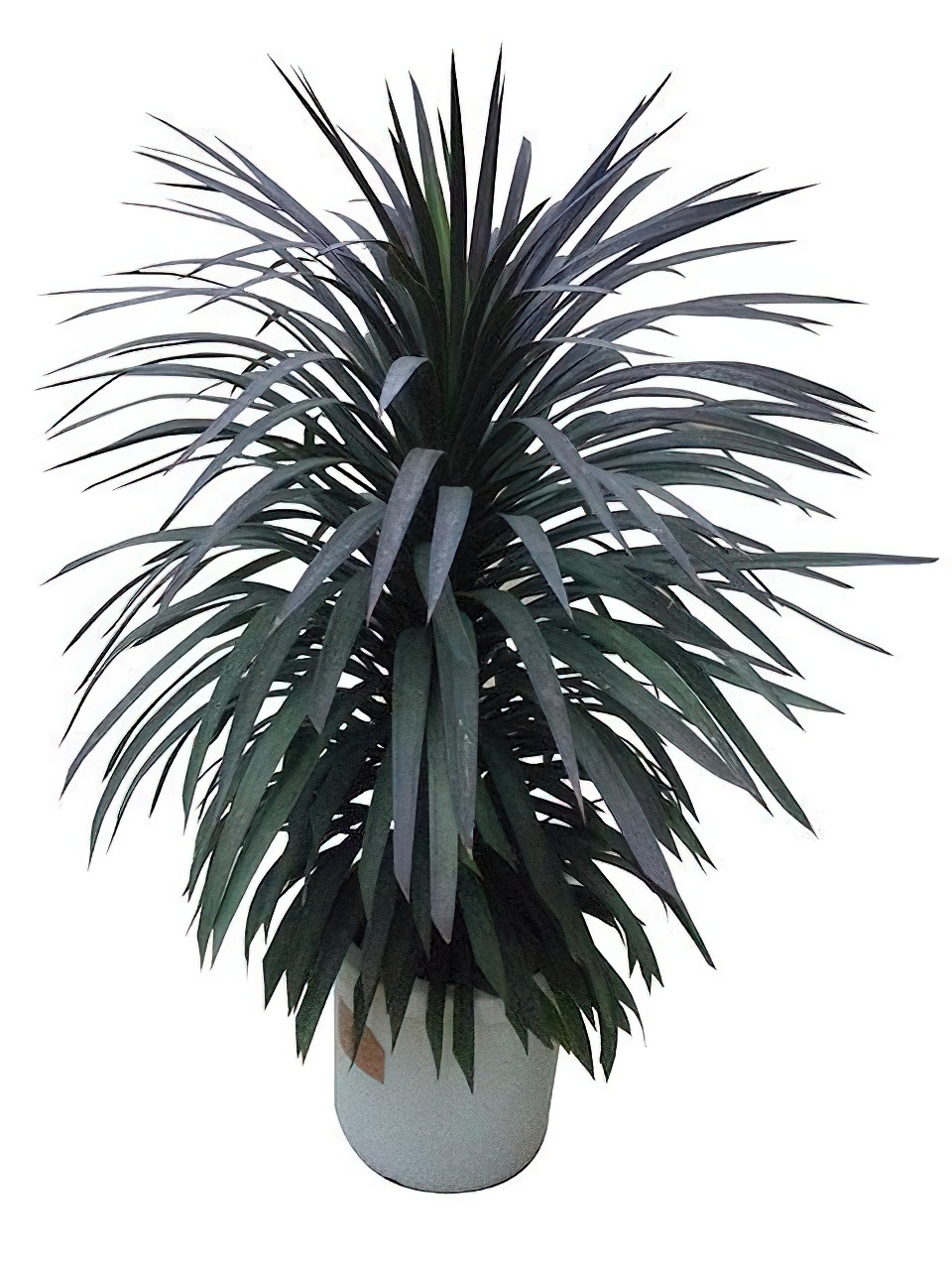 ユッカ・デスメティアーナ | HITOTOKI by MAKIMO PLANT