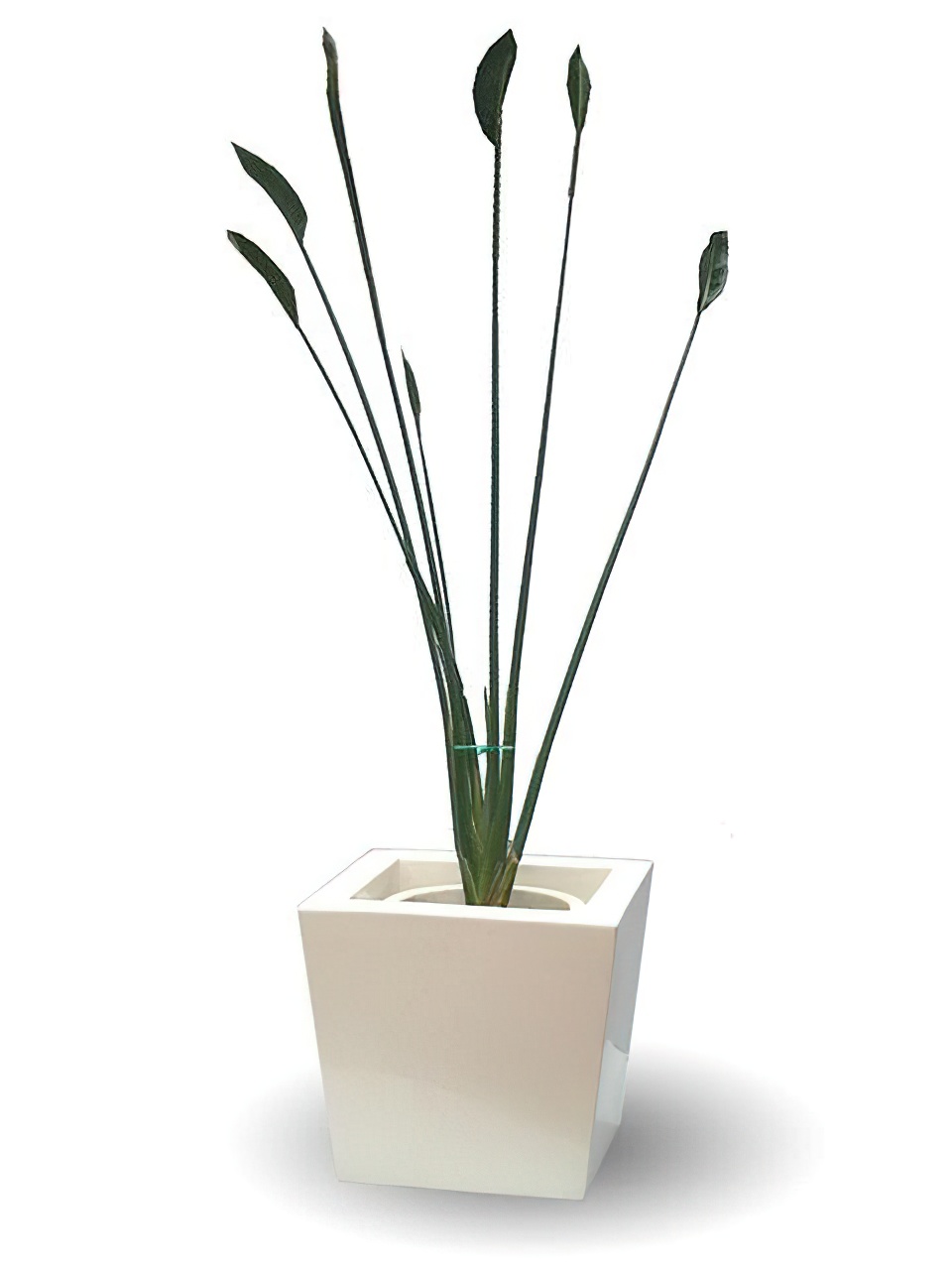 ストレリチア・ユンケア 10号サイズ -Type2 | HITOTOKI by MAKIMO PLANT