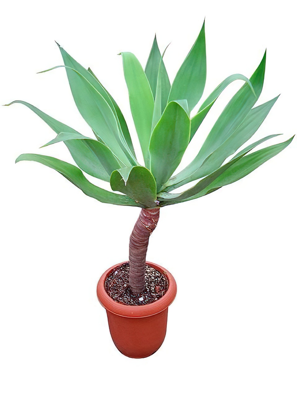 アガベ・アテナータ 8号サイズ | HITOTOKI by MAKIMO PLANT