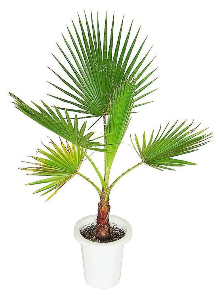 ワシントンヤシ 8号サイズ | HITOTOKI by MAKIMO PLANT