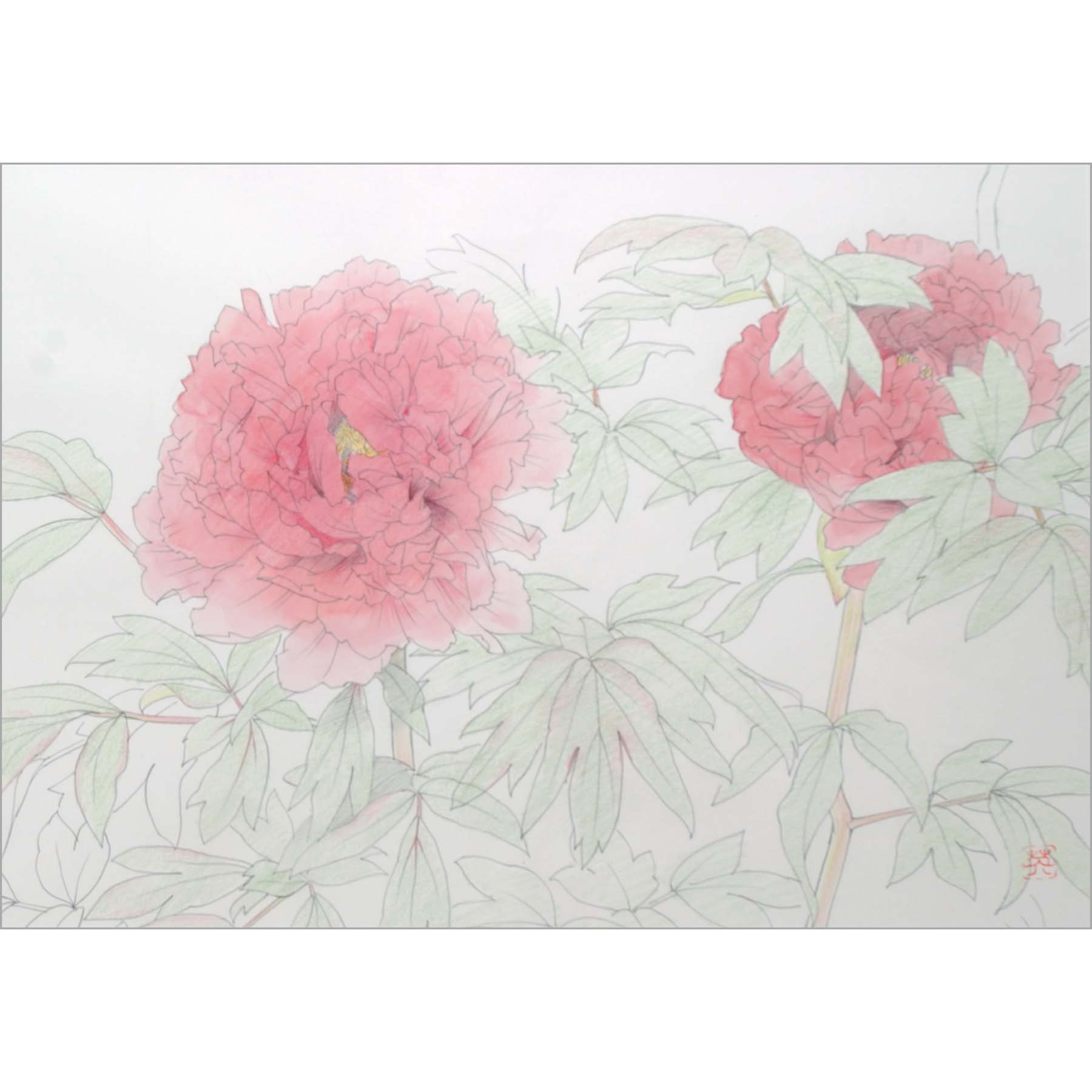 緋牡丹（素描） | ギャラリーまきの 信州の木製品と美術工芸品販売の民芸店