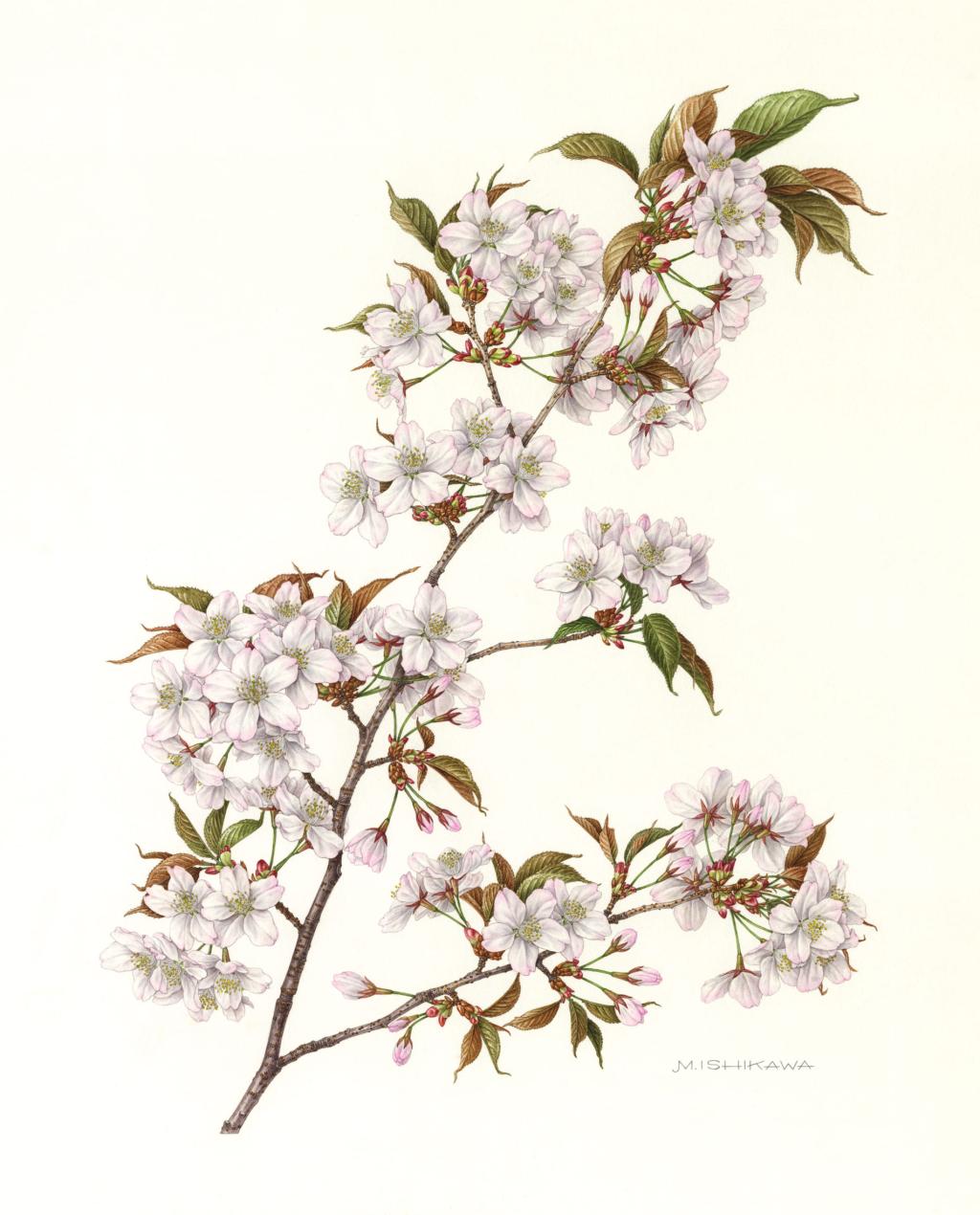 ボタニカルアートの響き−日本とインドネシアの植物画家たち｜ 高知