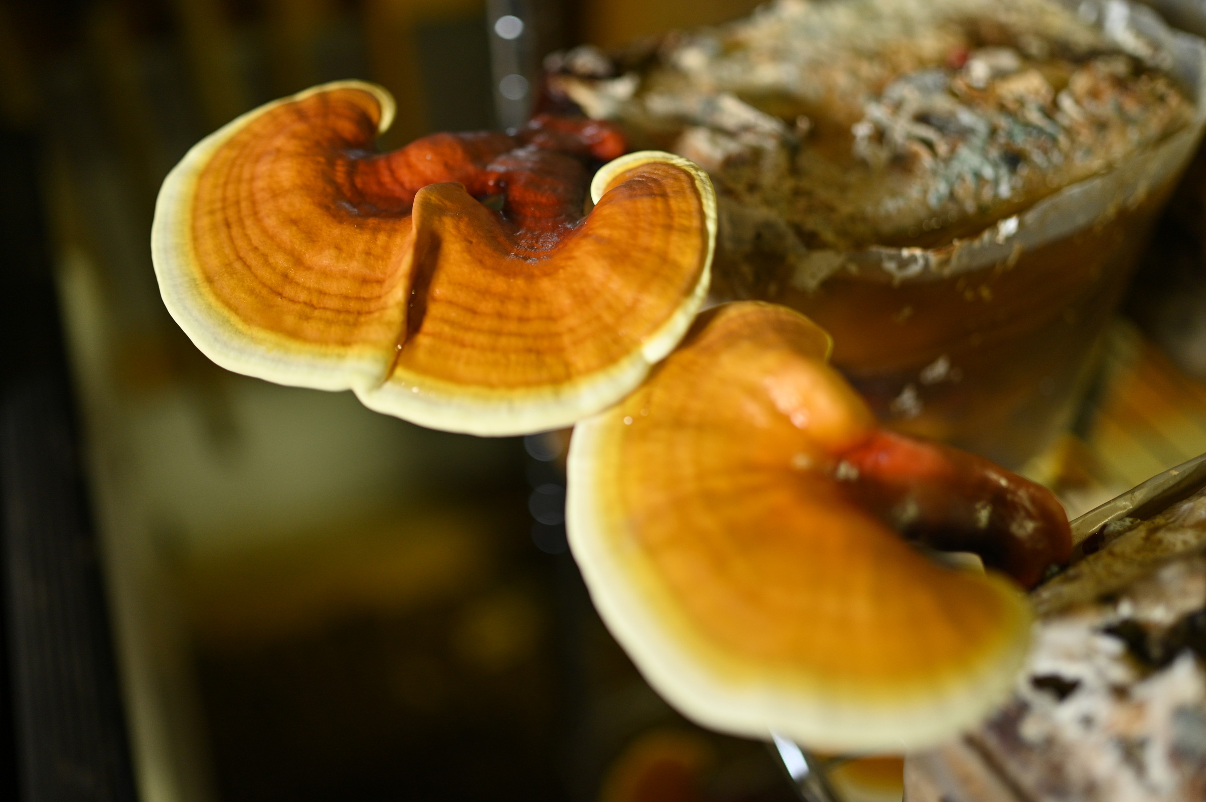 マンネンタケ│霊芝の販売店