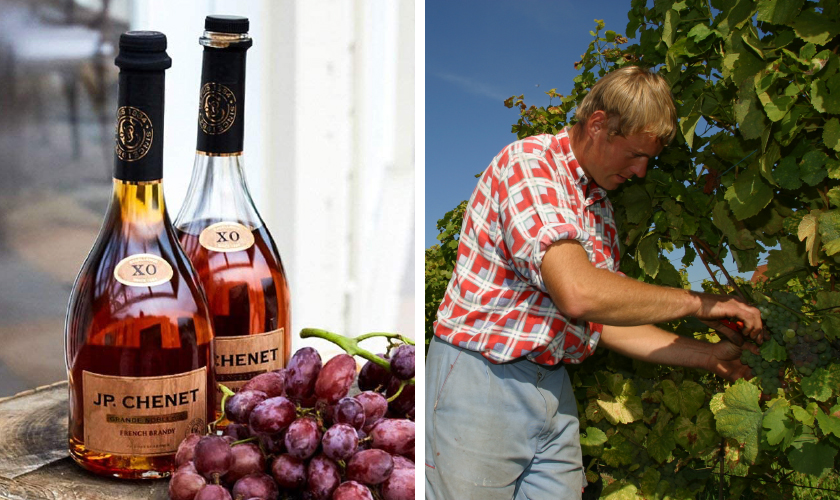 JP シェネ バッグインボックス カベルネ シラーの通信販売