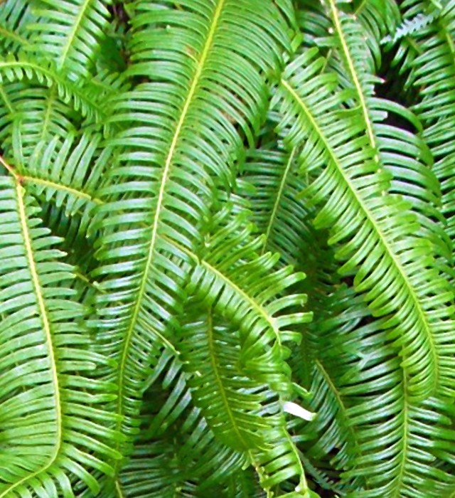 ウラジロ（裏白）の花言葉と誕生花－花の持つ言葉