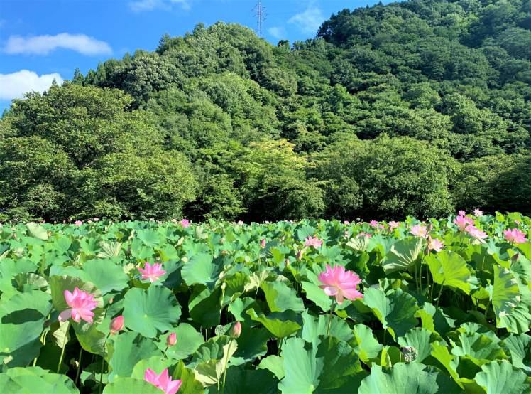 蓮の花がきれいです。：新着情報 | 無垢材家具と木の家づくり「きこり