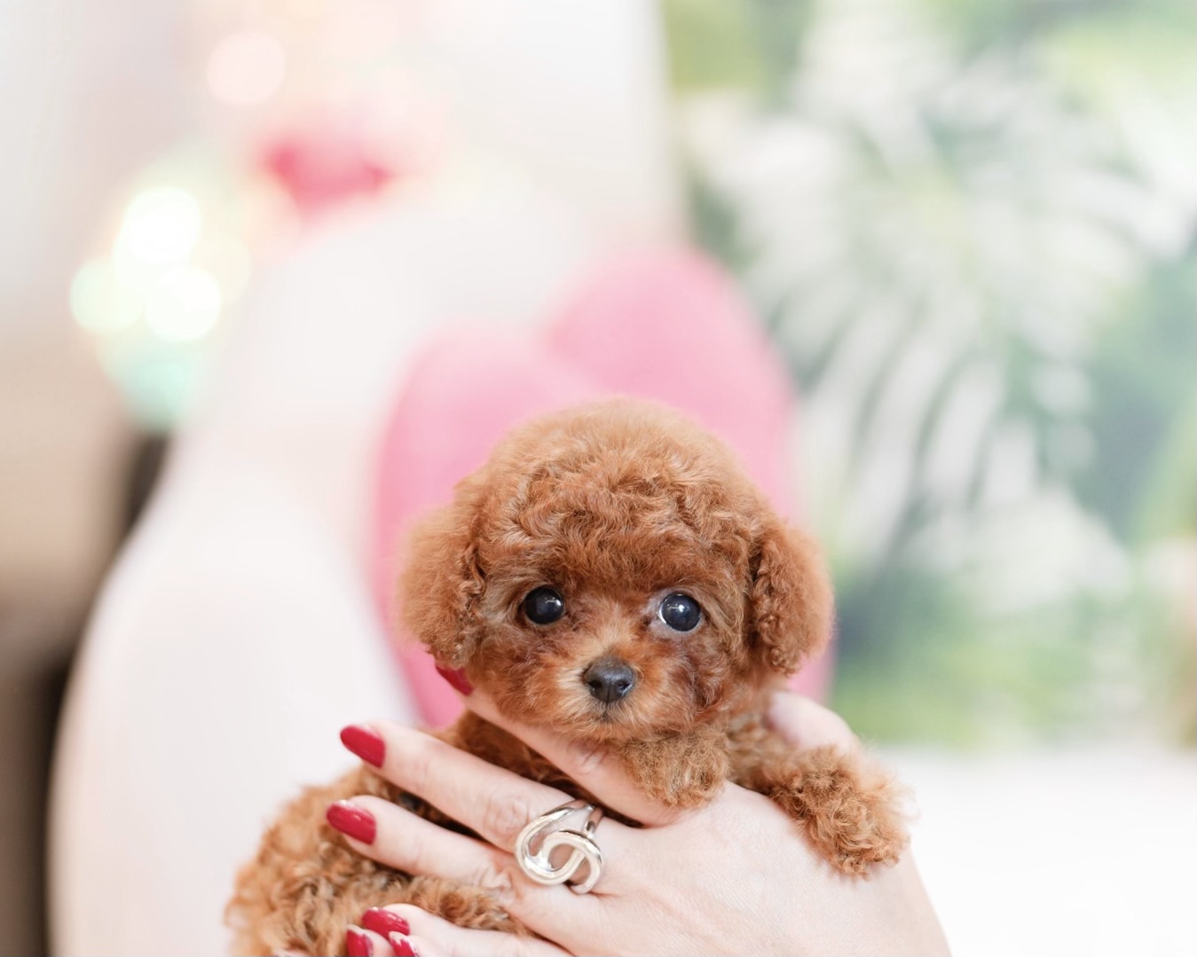 ティーカップサイズ のご紹介 / 千葉県ティーカッププードルブリーダー