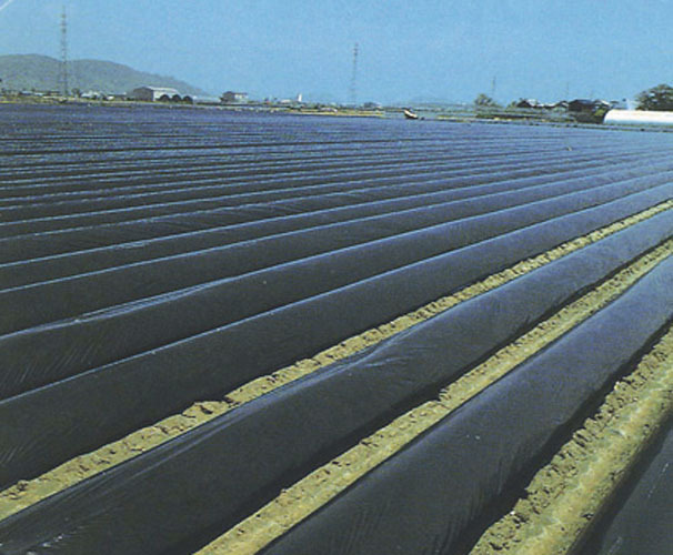 オリジナル国産黒マルチ 厚さ0.015X長さ200m(幅95cm（商品名