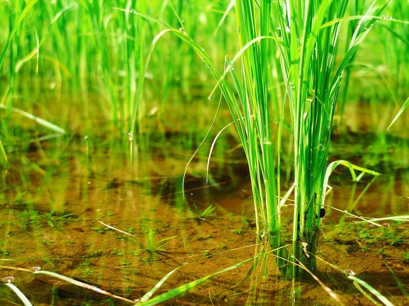 水田除草機 おすすめのエンジン式除草機の種類と特徴 | 農家web