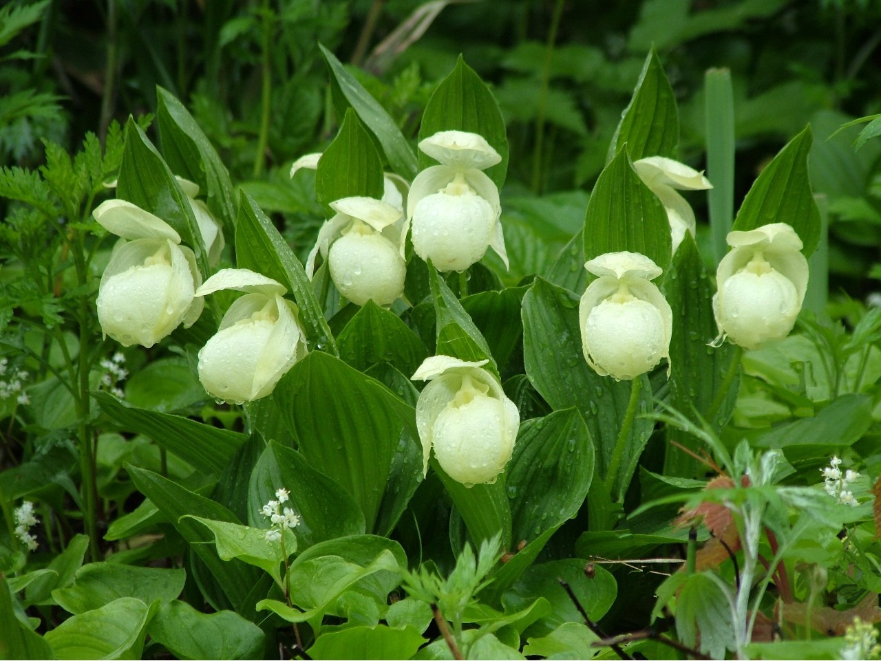 礼文島にだけに咲く「レブンアツモリソウ」の世界｜特集｜【公式】きた