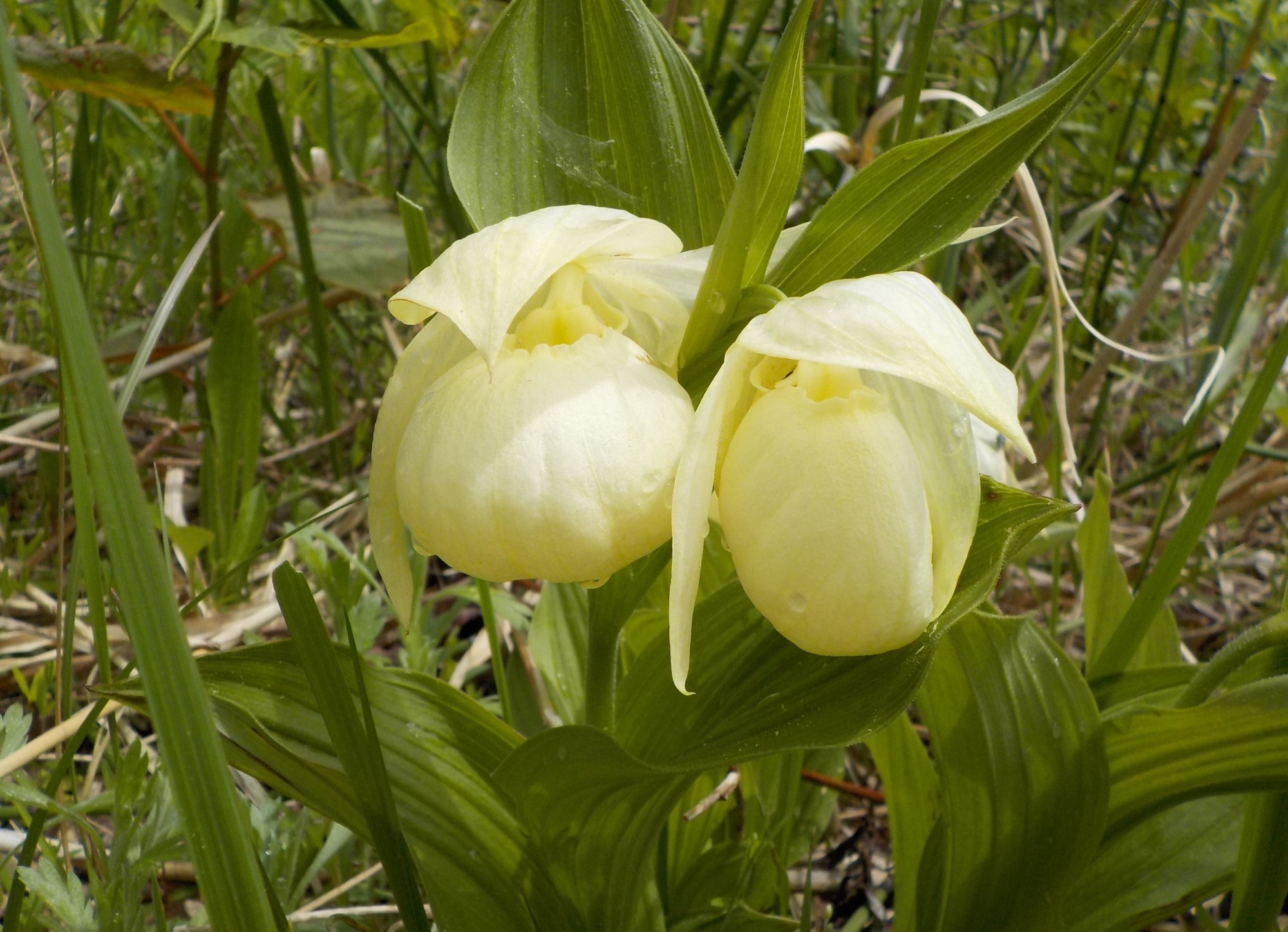 礼文島にだけに咲く「レブンアツモリソウ」の世界｜特集｜【公式】きた