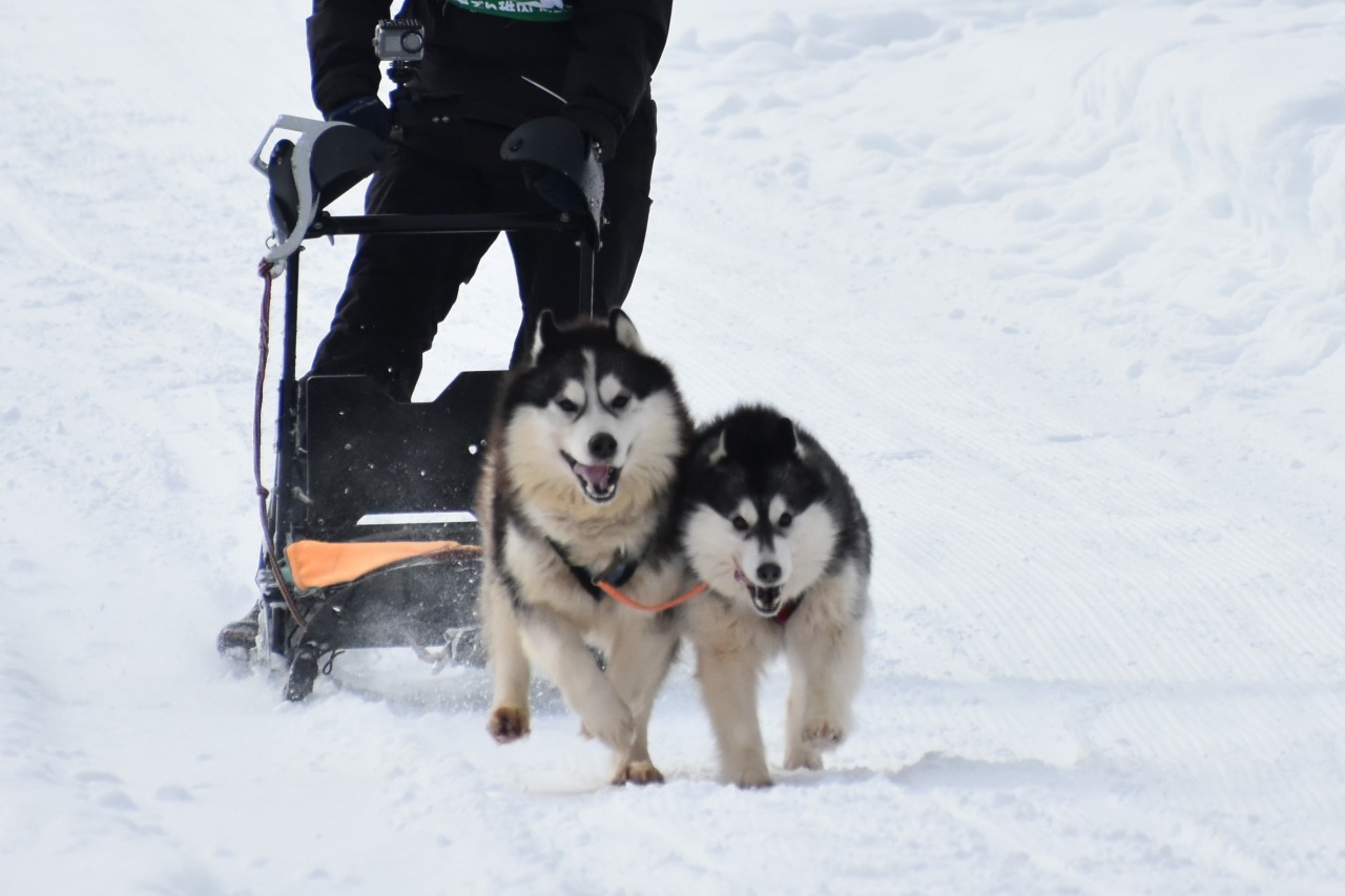 JAPAN CUP 全国犬ぞり稚内大会｜イベント｜【公式】きた・北海道/稚内