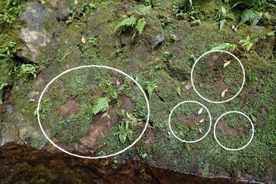 固有種アマミアワゴケ盗掘か 奄美大島｜｜南海日日新聞