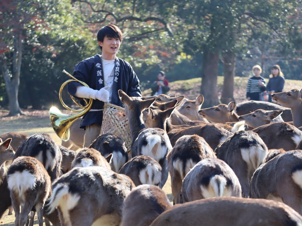 奈良市の奈良公園・飛火野で「鹿寄せ」 冬晴れの中、ホルンに誘われ鹿