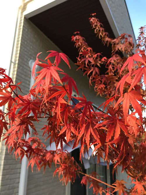 イロハモミジが見事に色づきました | niwary | 彦根・長浜・米原