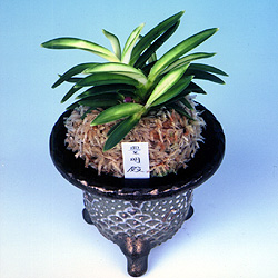 富貴蘭（フウラン） フォトギャラリー - 東洋蘭 日本伝統園芸協会