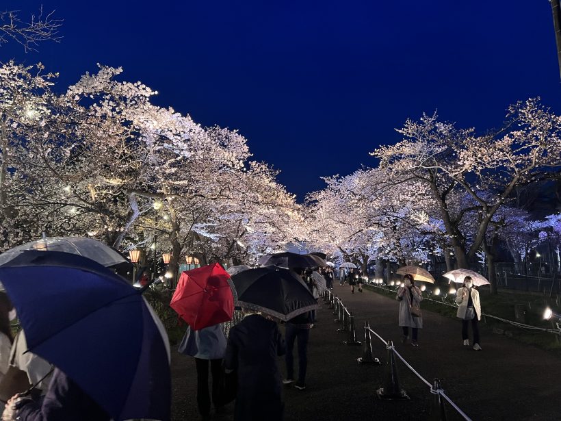 ついに満開に】日本三大夜桜の高田城址公園 雨の中ソメイヨシノが
