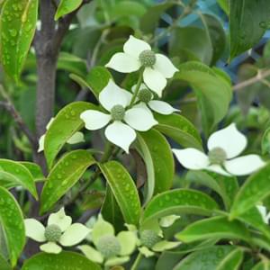 常緑ヤマボウシ（ホンコンエンシス）とは？-葉や花の魅力、洋風