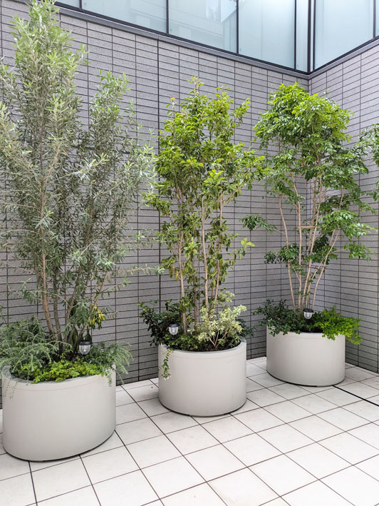 株立ち常緑樹のプランター植栽でマンションのパティオを緑豊かに-港区A
