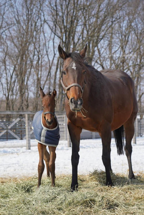 アーモンドアイ×イクイノックスの牡馬が誕生「宝物のような血統