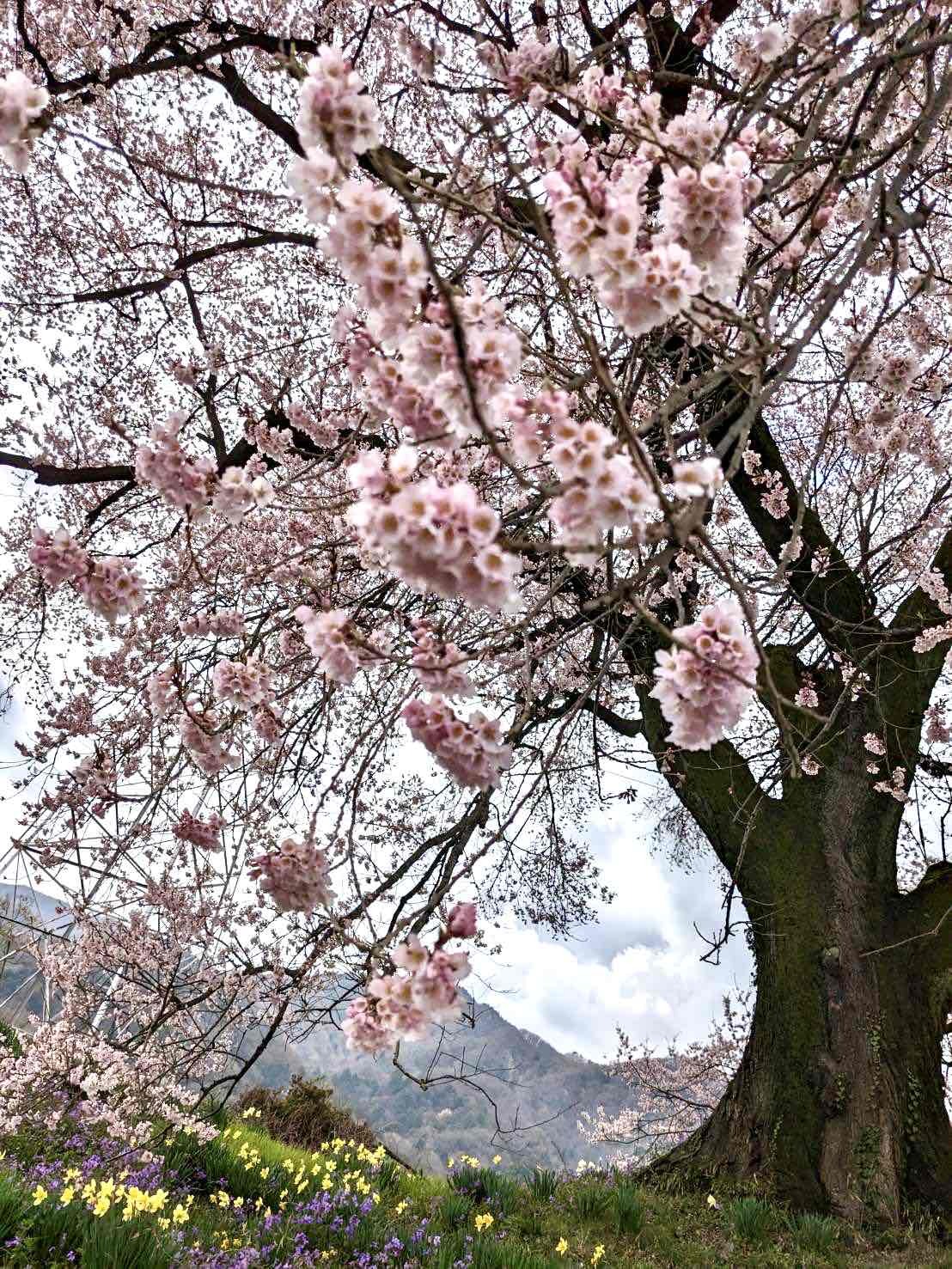わに塚のサクラ」の開花情報（2023年)／韮崎市観光協会