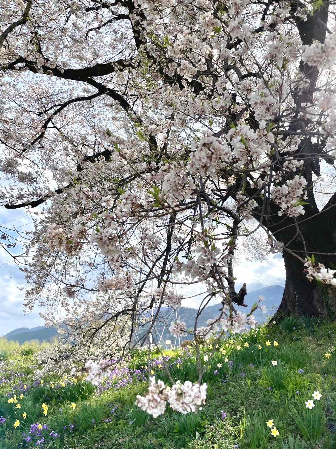 わに塚のサクラ」の開花情報（2023年)／韮崎市観光協会