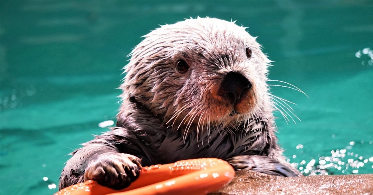 ラッコのリロくんをライブカメラで観察しよう！ イルカショープールも