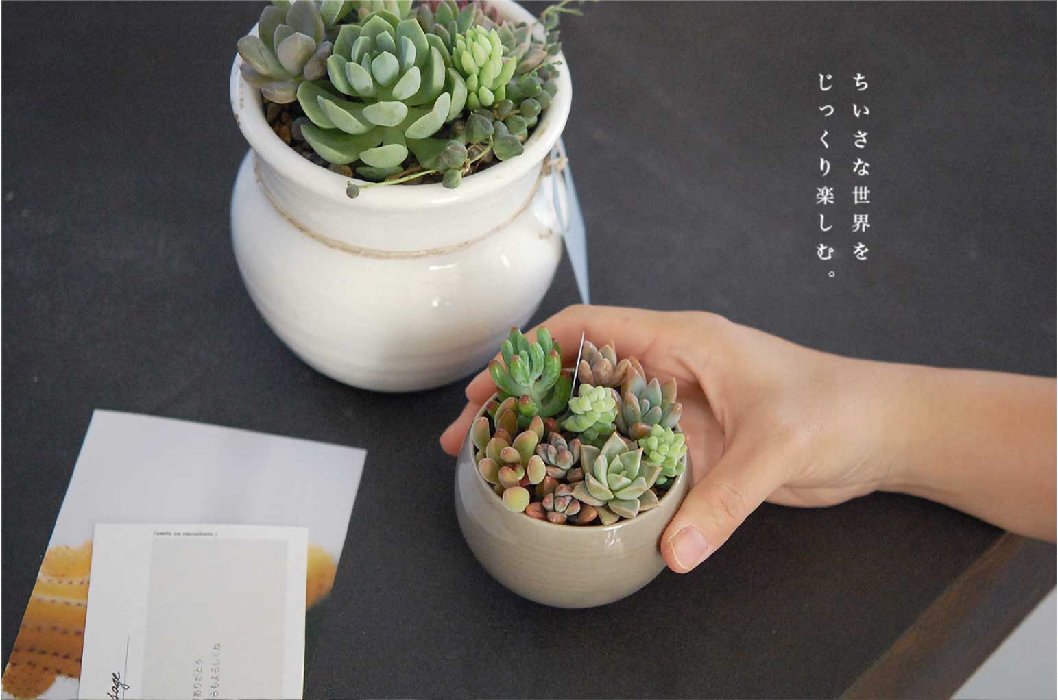 多肉植物専門通販 solxsol