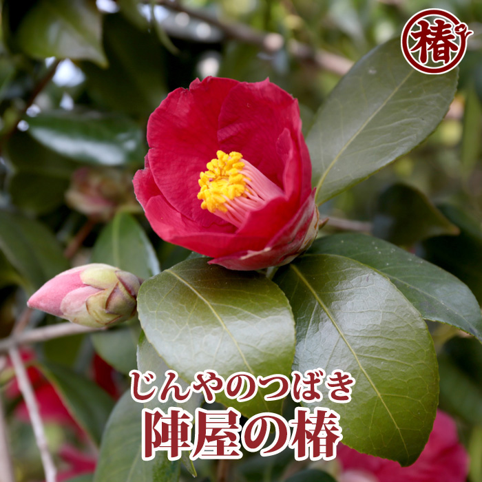 椿園オンラインショップ / 陣屋の椿・じんやのつばき｜5号（15cm