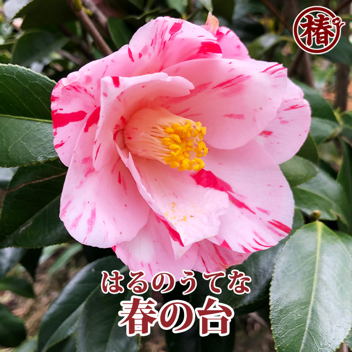 椿園オンラインショップ / 予算から選ぶ