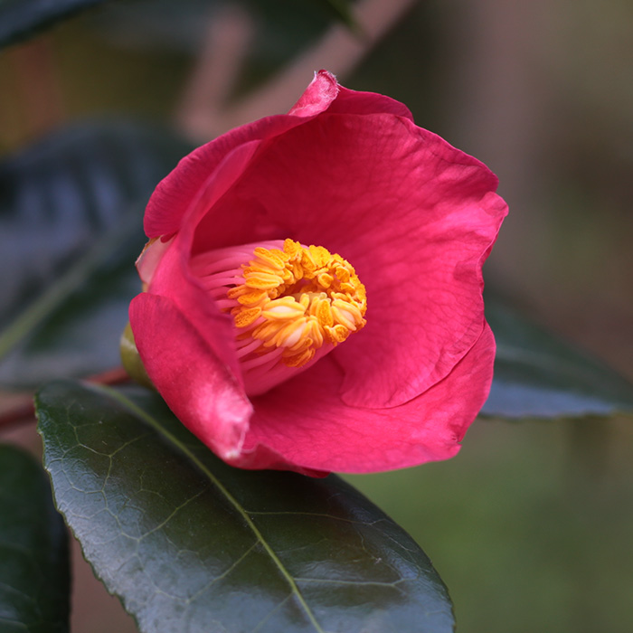 椿園オンラインショップ / 椿園オリジナル品種