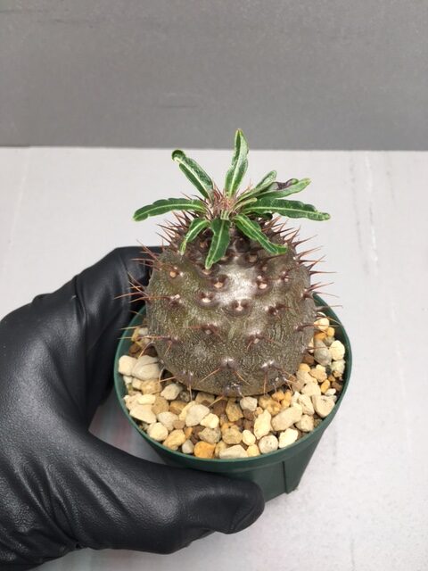 パキポディウム グラキリス実生株 - Savage Farm