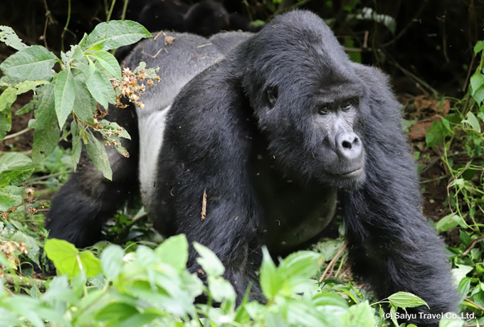 ウガンダ・ルワンダ マウンテンゴリラ＆ゴールデンモンキー